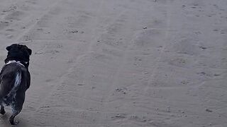 Happy dog (tiktok)