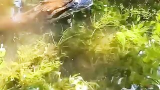 Anaconda vs crocodille