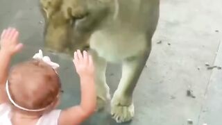 Baby playing with loin