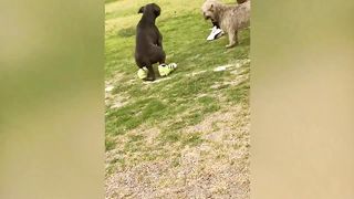 EXTREME Try Not To Laugh ???? #12