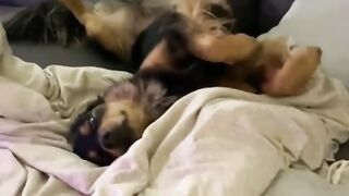 Crazy funny dog