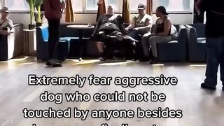 Intense Fear Aggressive Dog In NYC