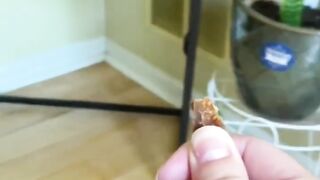 Funny pets and orders animals