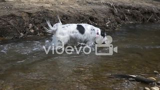 Dog play 4