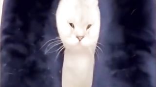 Funny Animal Videos Of The Day