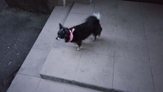Sonya dog 3