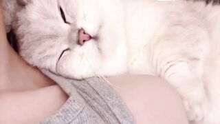 Cutie cat