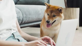 Dog watches