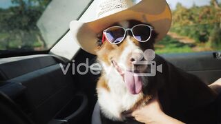 Dog travel