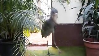 Shoebill storks are mostly silent but can communicate with loud bill-clattering displays.