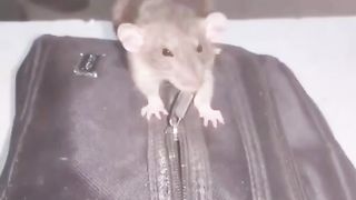 Tikus ngepet ????