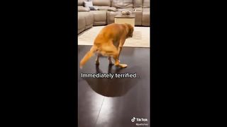 Funniest Animals Videos 2023 ???? Try Not To Laugh Funny Dogs And Cats