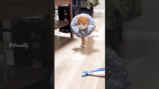 The Funniest Cat Videos Ever!