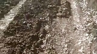 Repairing roads in the forest