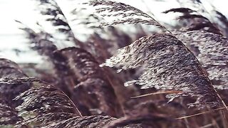 wind sound