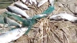 FISHING 5