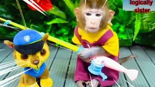 Monkey bon bon oes to the toilet|play with duclikng in the sweeming pool
