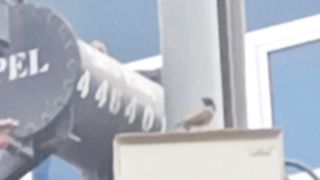 Bird Lali 2