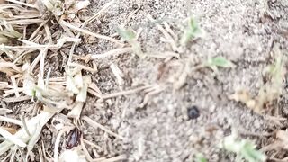 Harvesting Ants