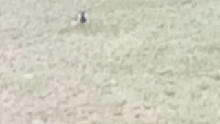 Sparrow in solitude
