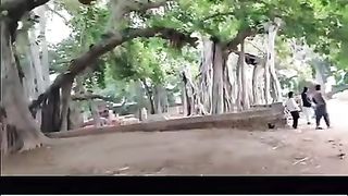 Big tree - Pakistani Virsa