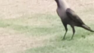Crow in Morning
