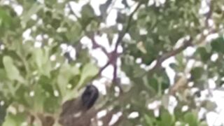 Crow in the Nest