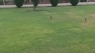 Birds in Park 2