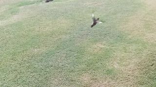 Birds Lali