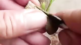 Satisfying Video planting