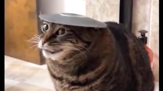 Funny cats 47