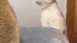 Cats funny 2
