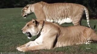 Hybrid Animals Created By Scientists That Will Blow Your Mind Away