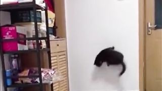 Funy chat
