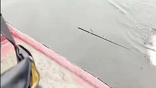 Ikan kerapu monster