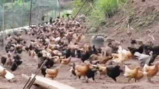 Memberi makan ayam
