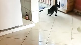 Animaux amusant