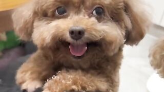 Translation: Cute and Funny Pet Videos