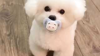 Translation: Cute and Funny Pet Videos 4