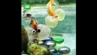 AWW Animals So Cute