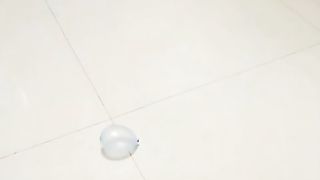 Translation: Cute and Funny Pet Videos6