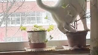 Translation: Cute and Funny Pet Videos 7