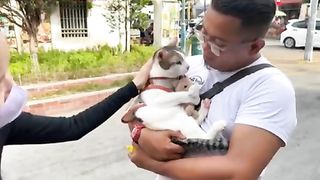 Translation: Cute and Funny Pet Videos 9