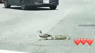 Translation: Cute and Funny Pet Videos 10
