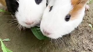 Cute guinea pigs