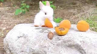 The Little Rabbit in the Summer Vegetable Garden