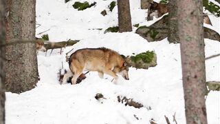 cool animals video