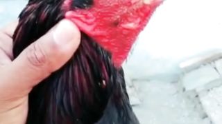 Aseel black Murga part 2 subscribe my channel