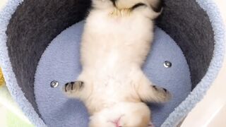 cute cat 14