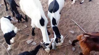 Hungry Goats Eating Food